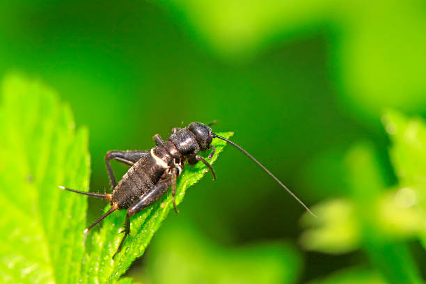 istock Gryllus larvae on plant 2227455025