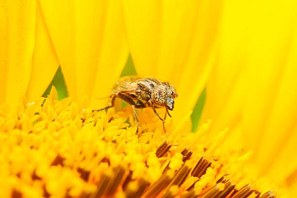 Eristalis arvorum on plant in the wild