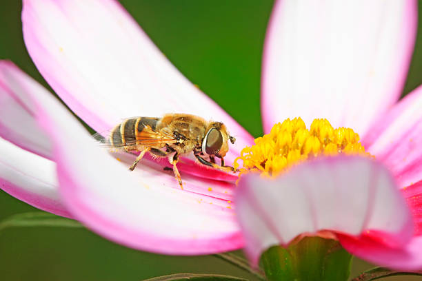 istock Syrphidae on plant 2227455061