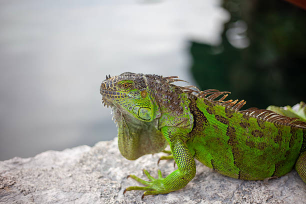 istock A green iguana making its way in the world in Mexico. 2227455282