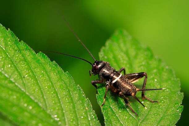 istock Gryllus larvae on plant 2227455341