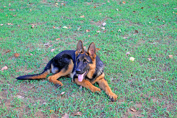 Shepherd dog on green grassland