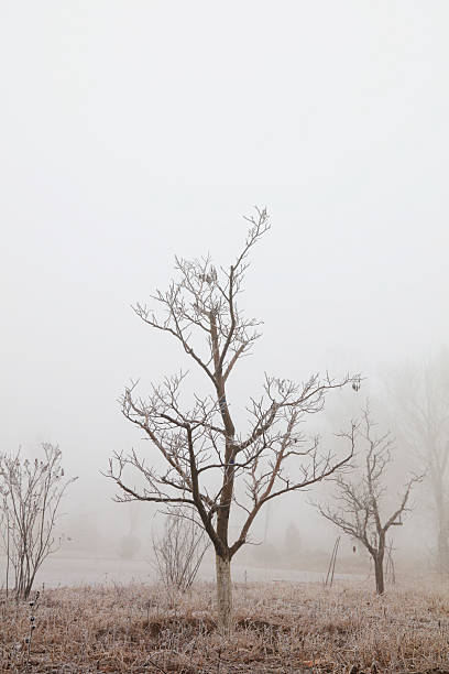 istock Trees in the winter fog 2227455575
