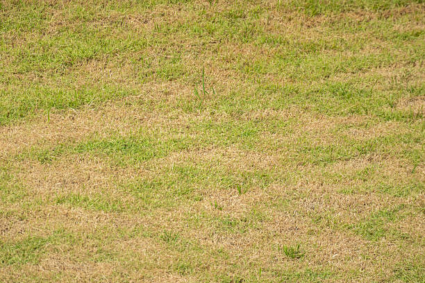 istock Green grass and damage dry grass texture background 2227455845