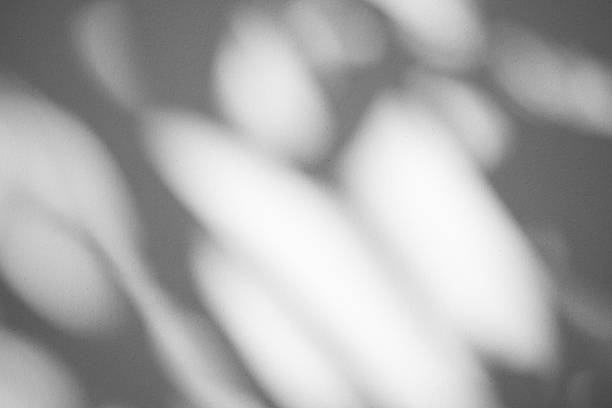 istock Abstract natural tree branch leaves shadow on white wall background 2227455935