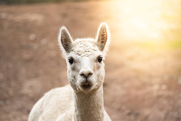 An alpaca standing calmly and facing the camera, its gentle features highlighted by golden sunlight. The soft-focus background of paddocks and fields evokes a peaceful, pastoral atmosphere