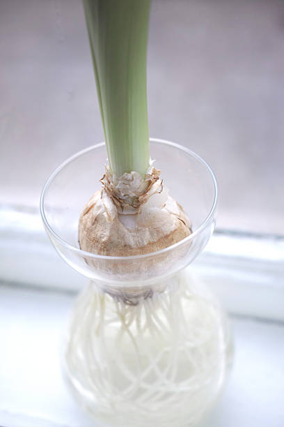 Beautiful Amaryllis