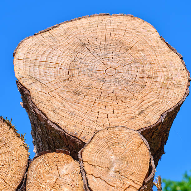 Wood. Rings on tree trunk.