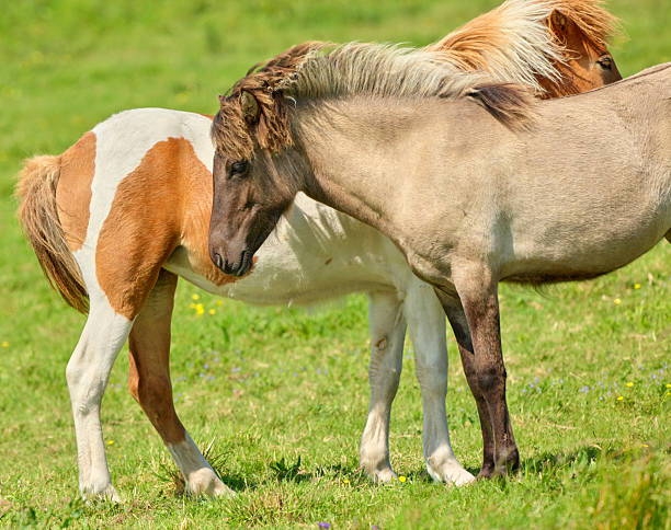 A delightful pair of ponies are seen bonding affectionately amidst a luscious green expanse. The vivid tones of the horses and the lush vegetation evoke tranquility and natural wonder. A harmonious rural scene.