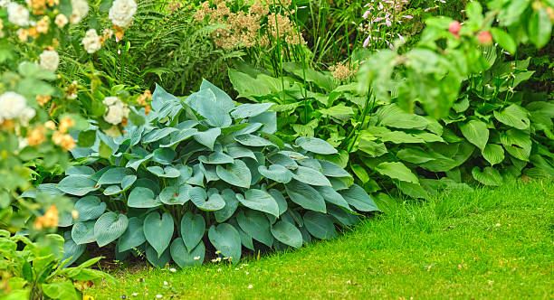 istock Lush Hosta Plants and Surrounding Foliage in a Tranquil Garden Setting 2227456346