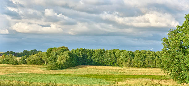 Explore the enchanting Danish countryside featuring a serene meadow, lush green trees, and a dramatic cloudy sky. A serene image capturing the wonder and tranquility of nature's unspoiled beauty.