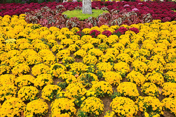 Autumn garden with white daisies and pink and yellow mums