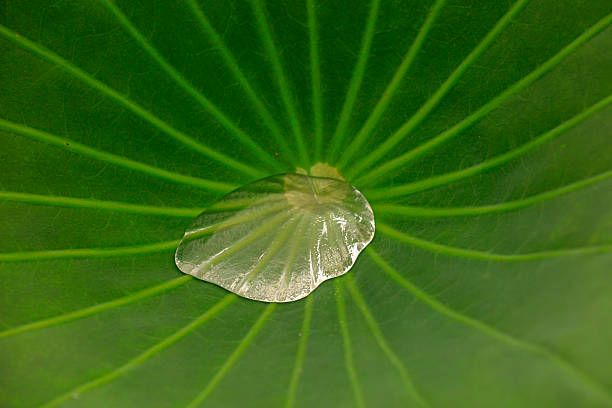 istock Lotus Leaves and Water Balls 2227460597