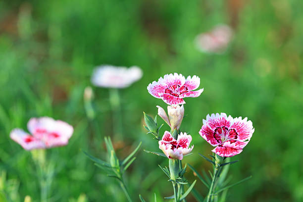 Pink flowers in the garden