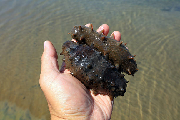 istock Sea cucumber in the palm 2227460677