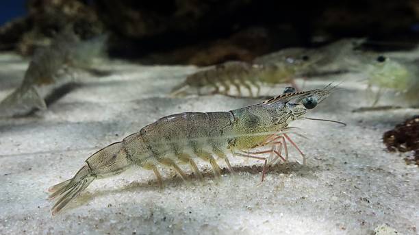 istock Shrimp, marine crustacean 2227460985
