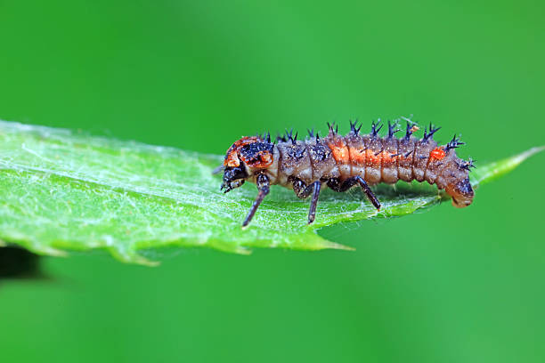 istock Ladybug larvae in natural state north China 2227461683