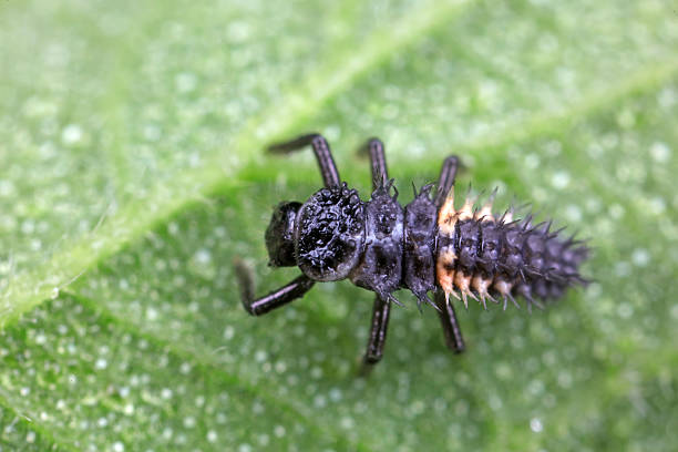 Harmonia axyridis Asian Ladybeetle Larva Insect. Digitally Enhanced Photograph.
