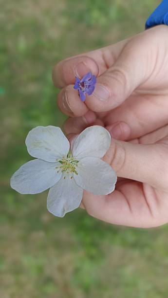 istock Child s Hand Holding Flowers Exploring Nature s Tiny Wonders in a Garden Setting 2227461715