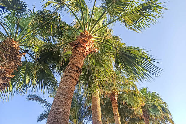 istock date palms against the blue sky 2227461728