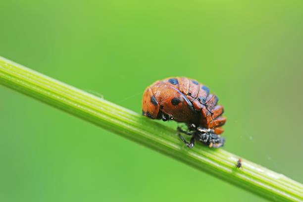 A ladybug rests on a green flower bud while a spiky larva crawls nearby. Sunlight filters through the leaves, illuminating the vibrant colors and intricate details in the garden.