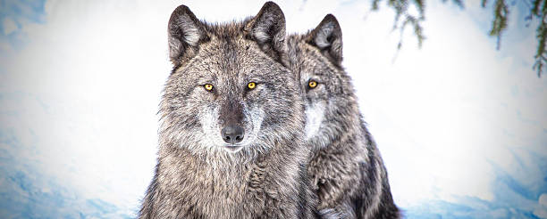 Close-up portrait of two majestic grey wolves in a snowy environment, one staring directly into the camera with piercing yellow eyes while the other stands behind