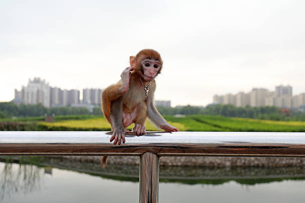 istock Pet monkeys play on stainless steel railings 2227462638