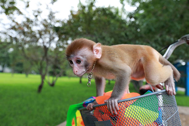 Japanese baby macaque in Arashiyama, Kyoto.