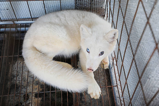 istock Silver fox in cage in a farm, North China 2227462672