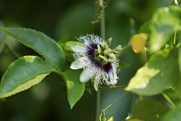 istock Passiflora flower, Passiflora herbaceous vine, China 2227462723