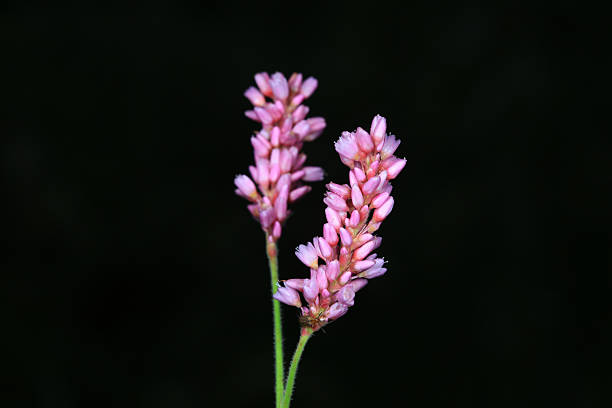 Wild flowers on a black background