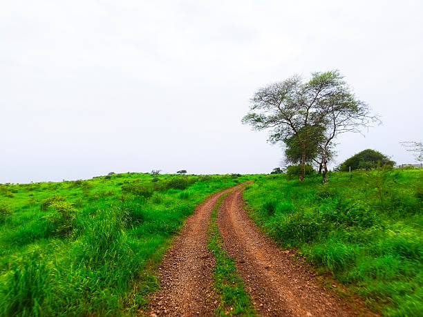 istock Dirt road through a lush green grassland 2227463873