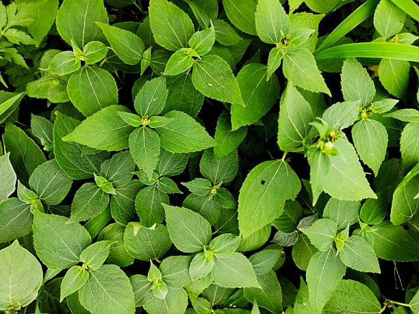 Group of same wild plant