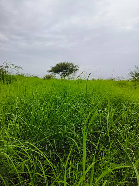 istock View of meadow 2227464125