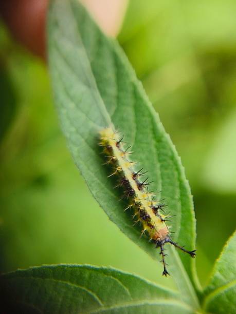istock Macro image caterpillar of Common Castor butterfly on leaf 2227466350