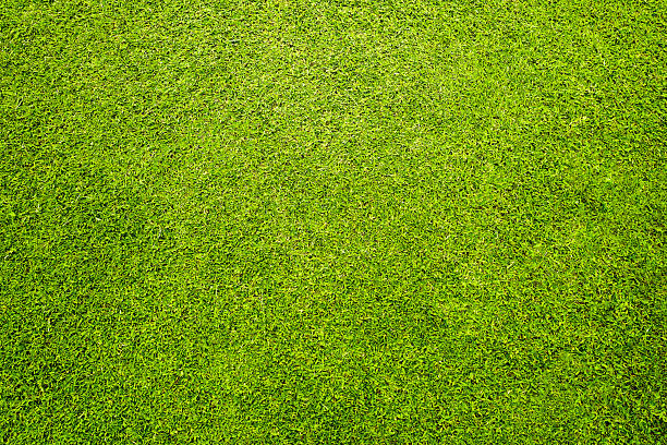 istock Closeup view of a green golf course. Grass texture background 2227466562