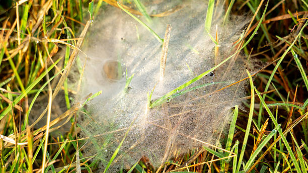istock Ground spider webs. It is often funnel-shaped webs built by grass spiders and other members of the Agelenidae family. 2227467048