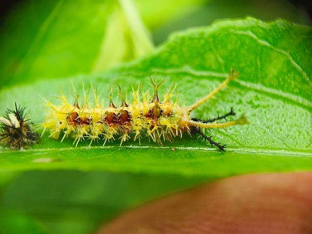 istock Macro image caterpillar of Common Castor butterfly on leaf 2227467096