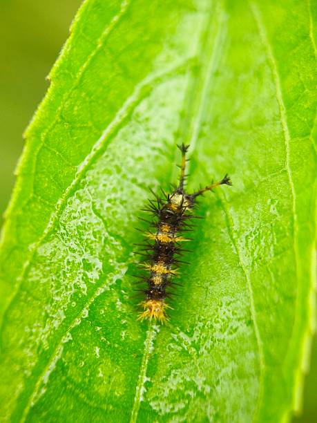 istock Macro image caterpillar of Common Castor butterfly on leaf 2227467152