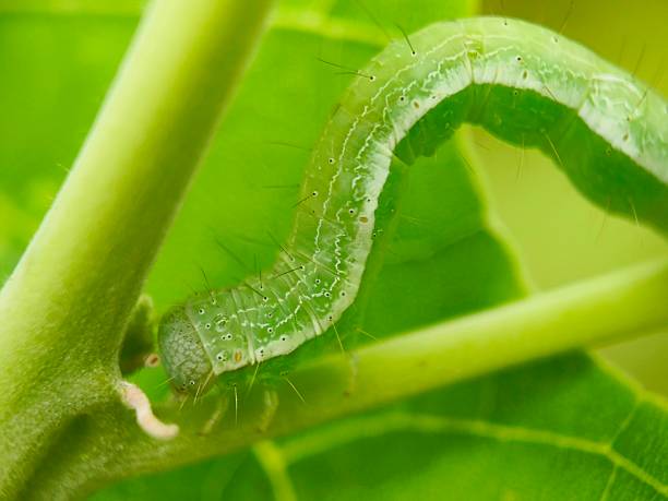 istock Green colour caterpillar 2227467221