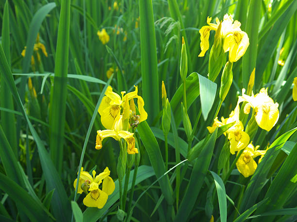 istock Bright Yellow Iris flowers on lush green background 2227467901