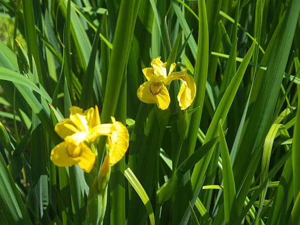 istock Bright Yellow Iris flowers on lush green background 2227467904