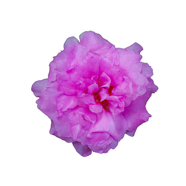 istock Amazing beautiful colorful flowers background 2227470953