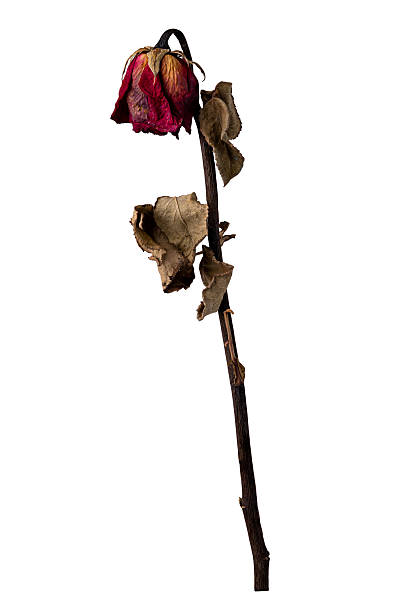 istock Wilted Rose Isolated on White Background. 2227473907