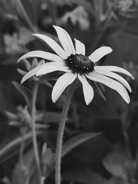 istock Black eyed Susan in black and white 2227474197