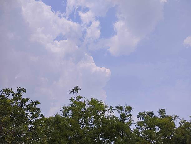 istock Green lush dense trees with big blue sky and clouds 2227475068