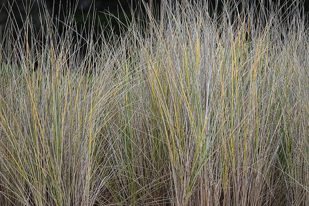 istock Green yellow white beach grasses texture 2227475120