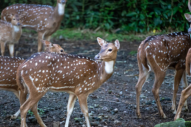 istock A young spotted deer stands gracefully among the herd, with a curious expression as it looks over its shoulder. The surrounding deer graze peacefully, their distinctive spotted coats blending with the natural greenery. 2227475871