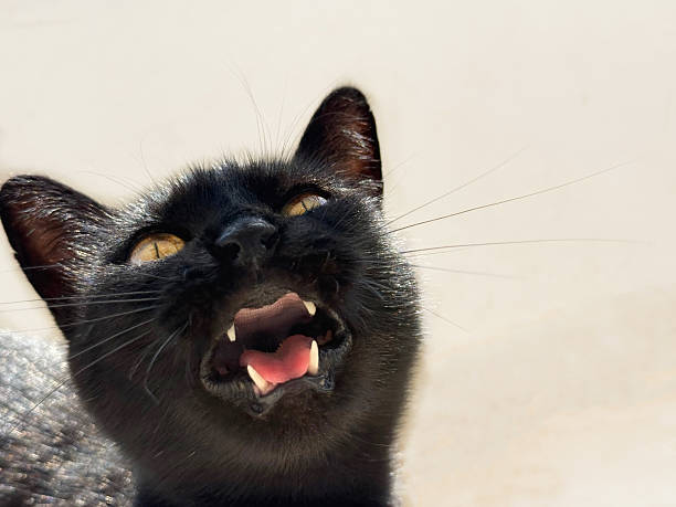 istock Meowing black cat feline face 2227478080