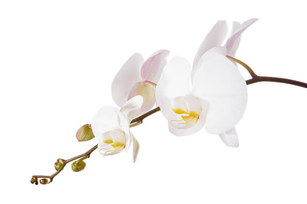 istock White Phalaenopsis Orchid, Moth Orchids isolated on white background, with clipping path 2227478214